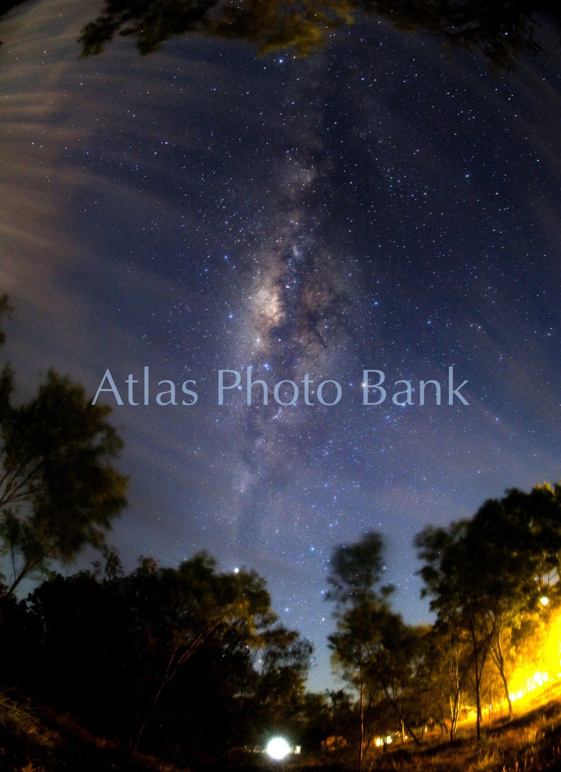 SSP-446-ユーカリの樹林から見た天の川・パーヌルル国立公園・オーストラリア