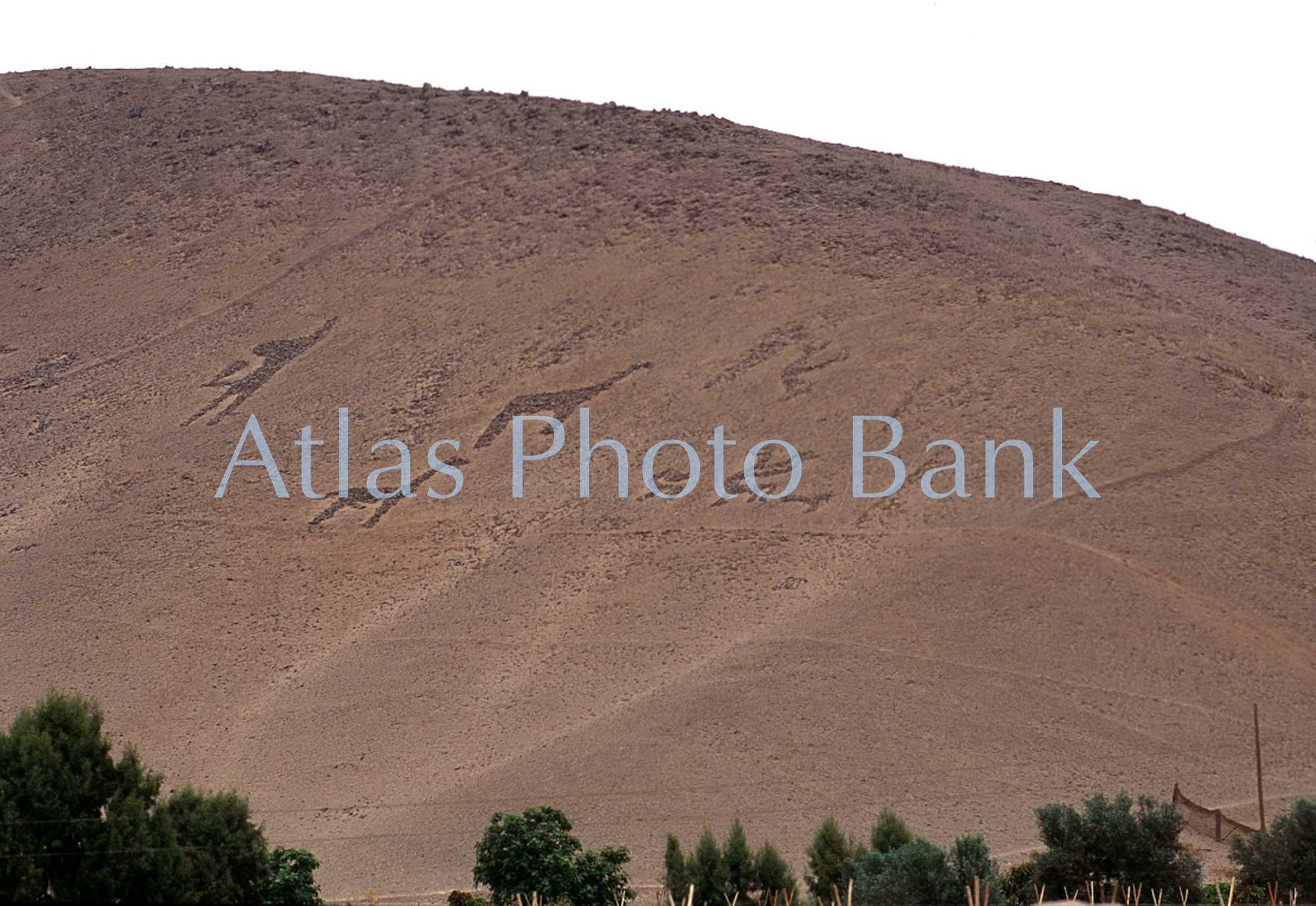 LSP-501-チリ･アリカ付近のアタカマ砂漠の山に描かれた絵-アリカ山の絵