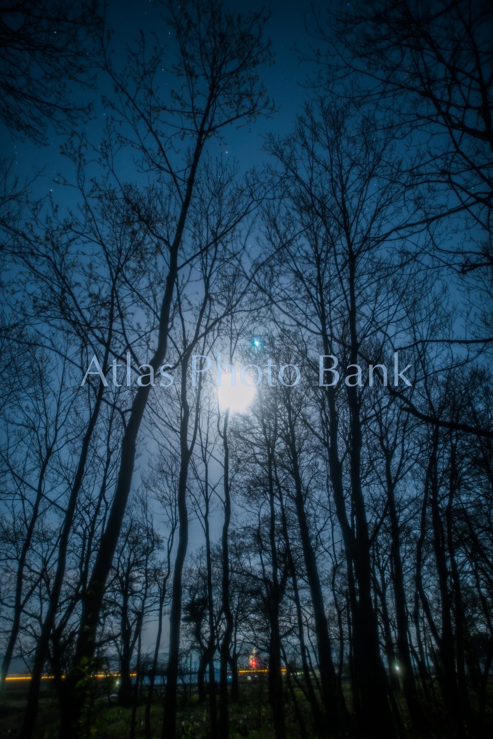 MOP-108-枯れ木の隙間から輝く月