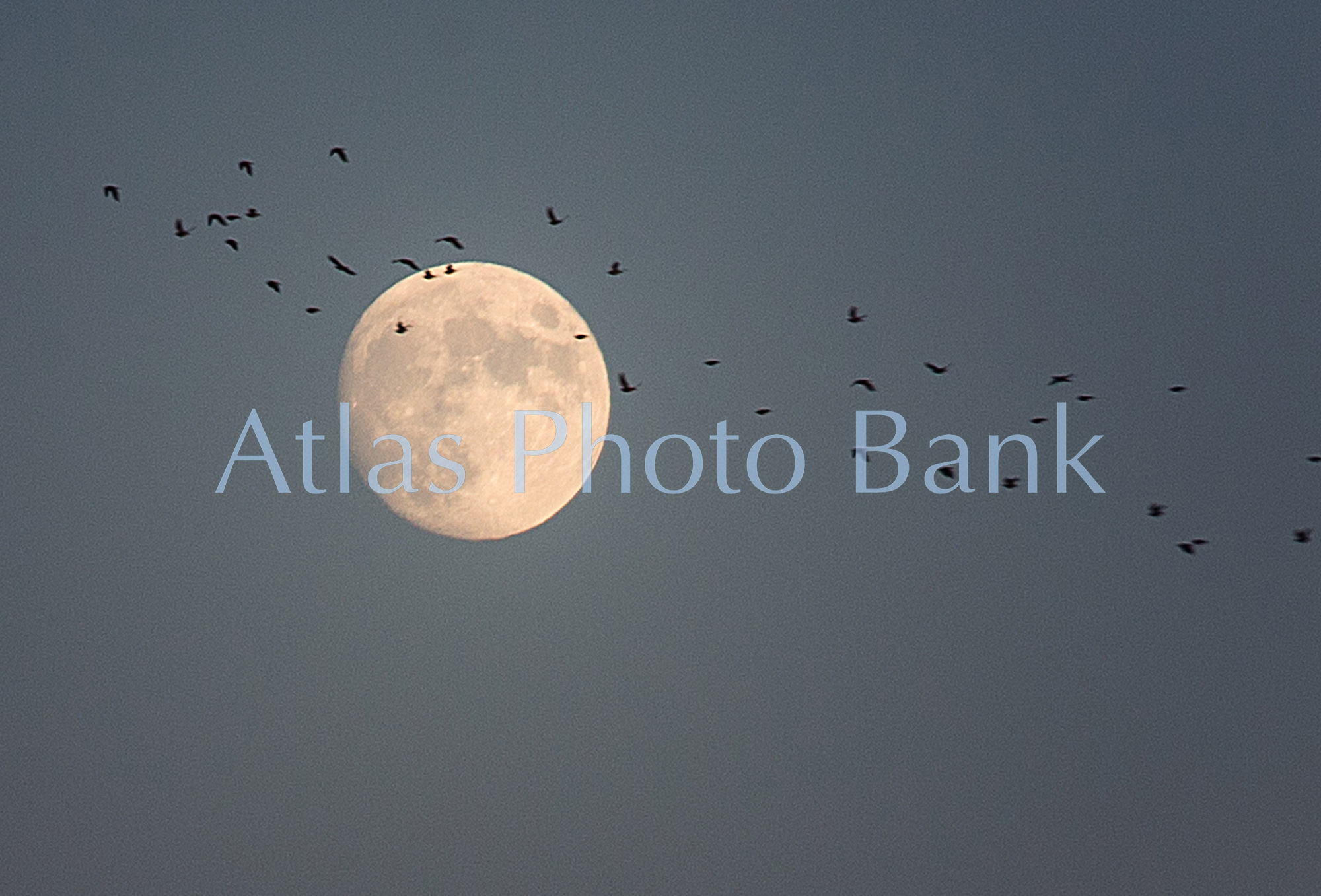 MOP-115-月を横切る鳥の群れ