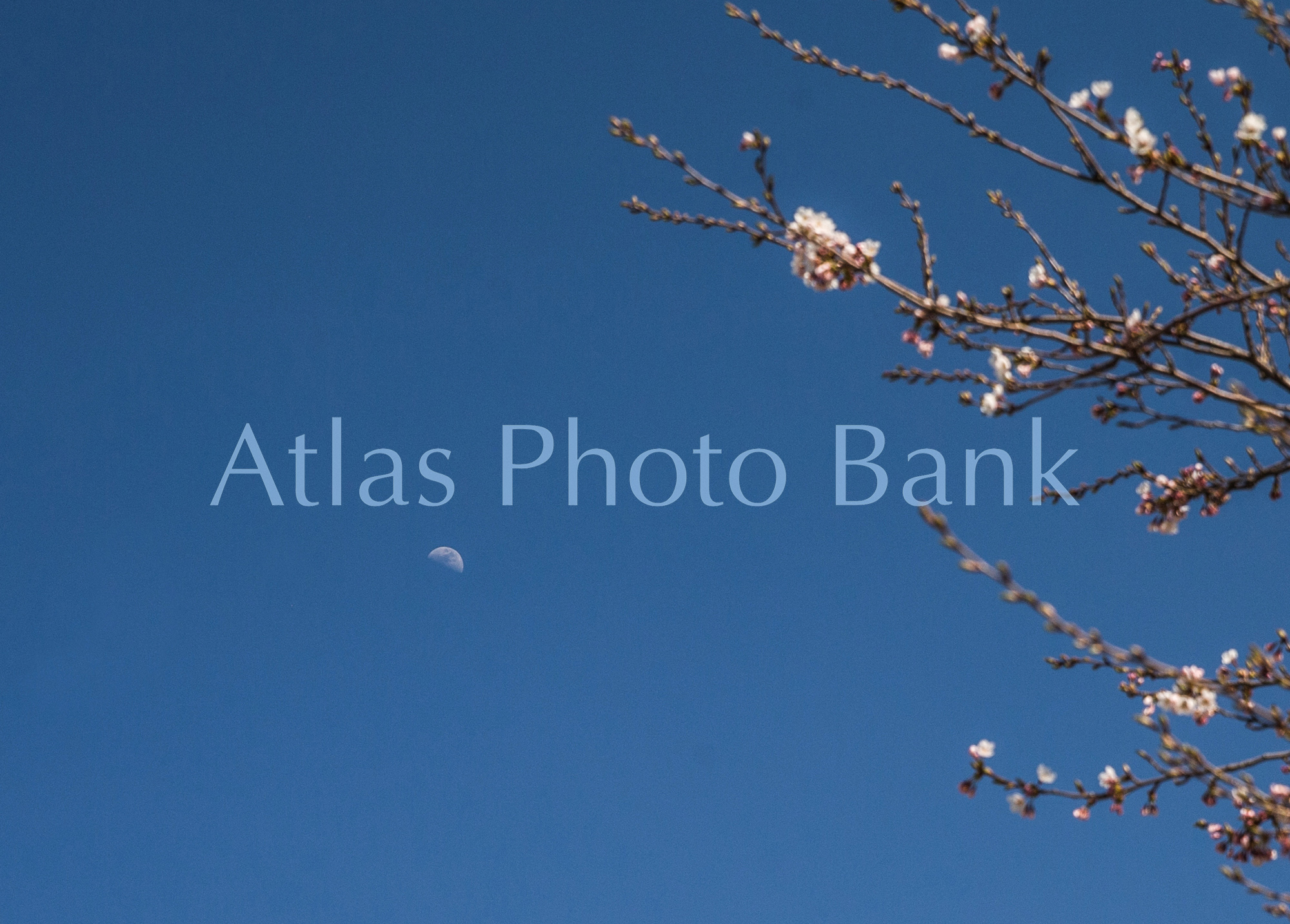 MOP-119-桜の花と昼の月
