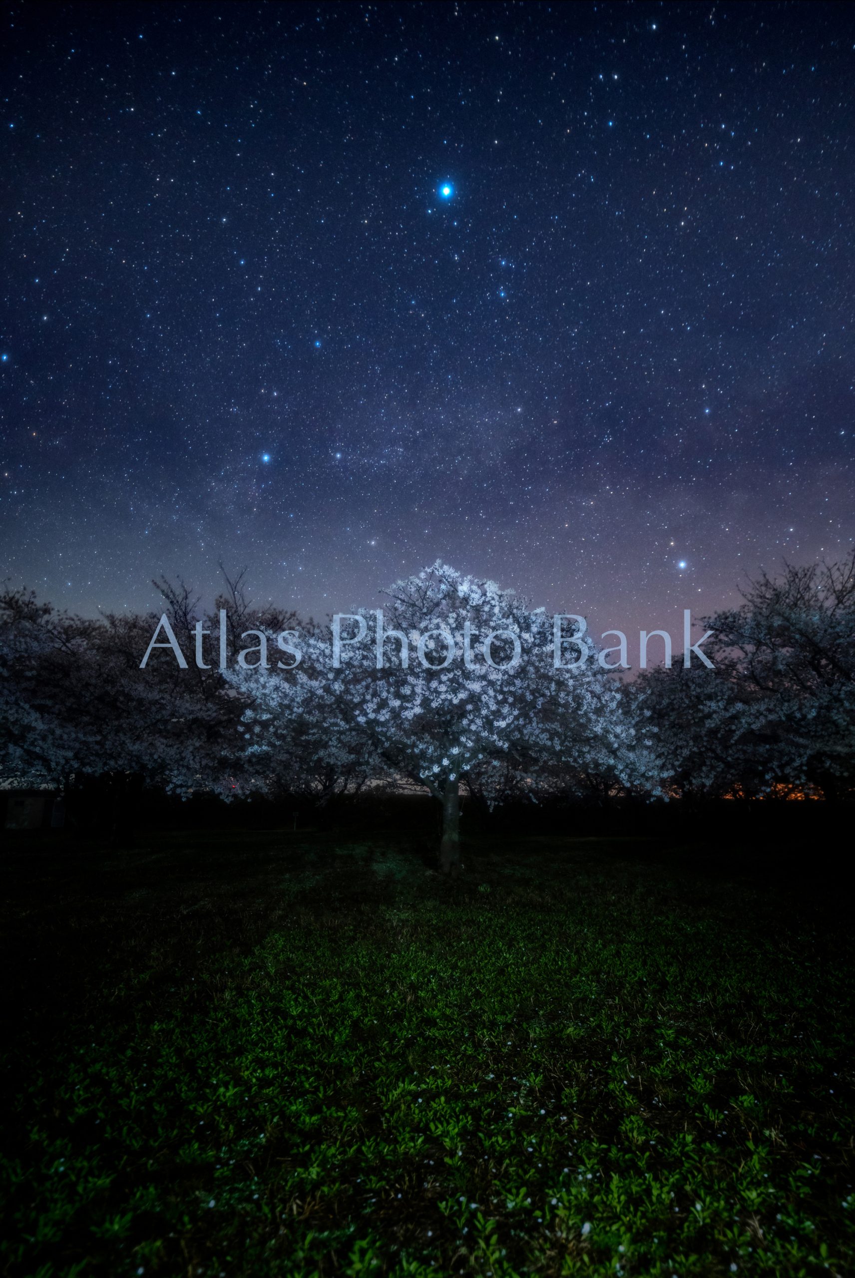 SSP-041-桜の上に昇る夏の大三角