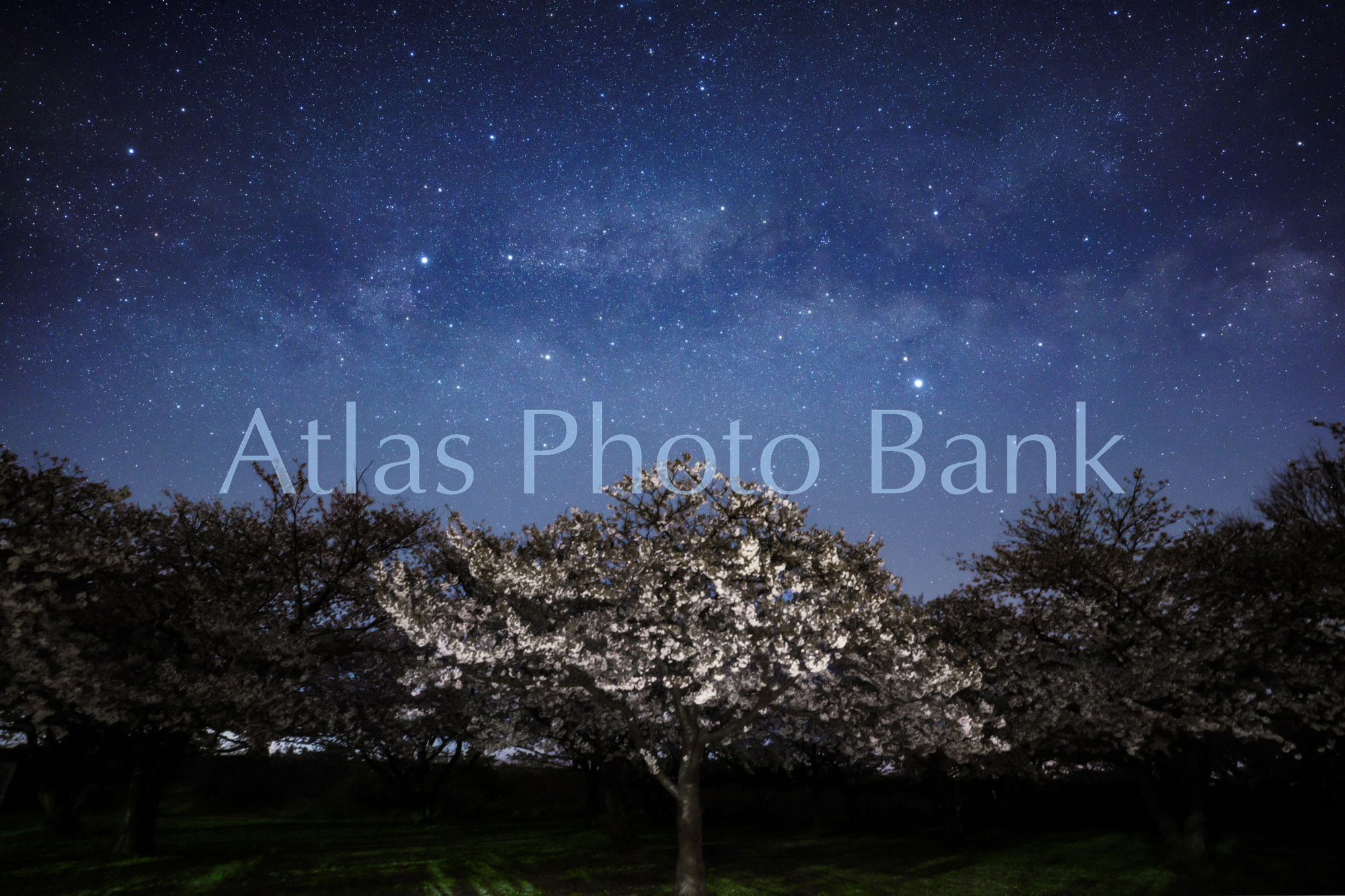 SSP-044-桜の木の上に輝く夏の天の川