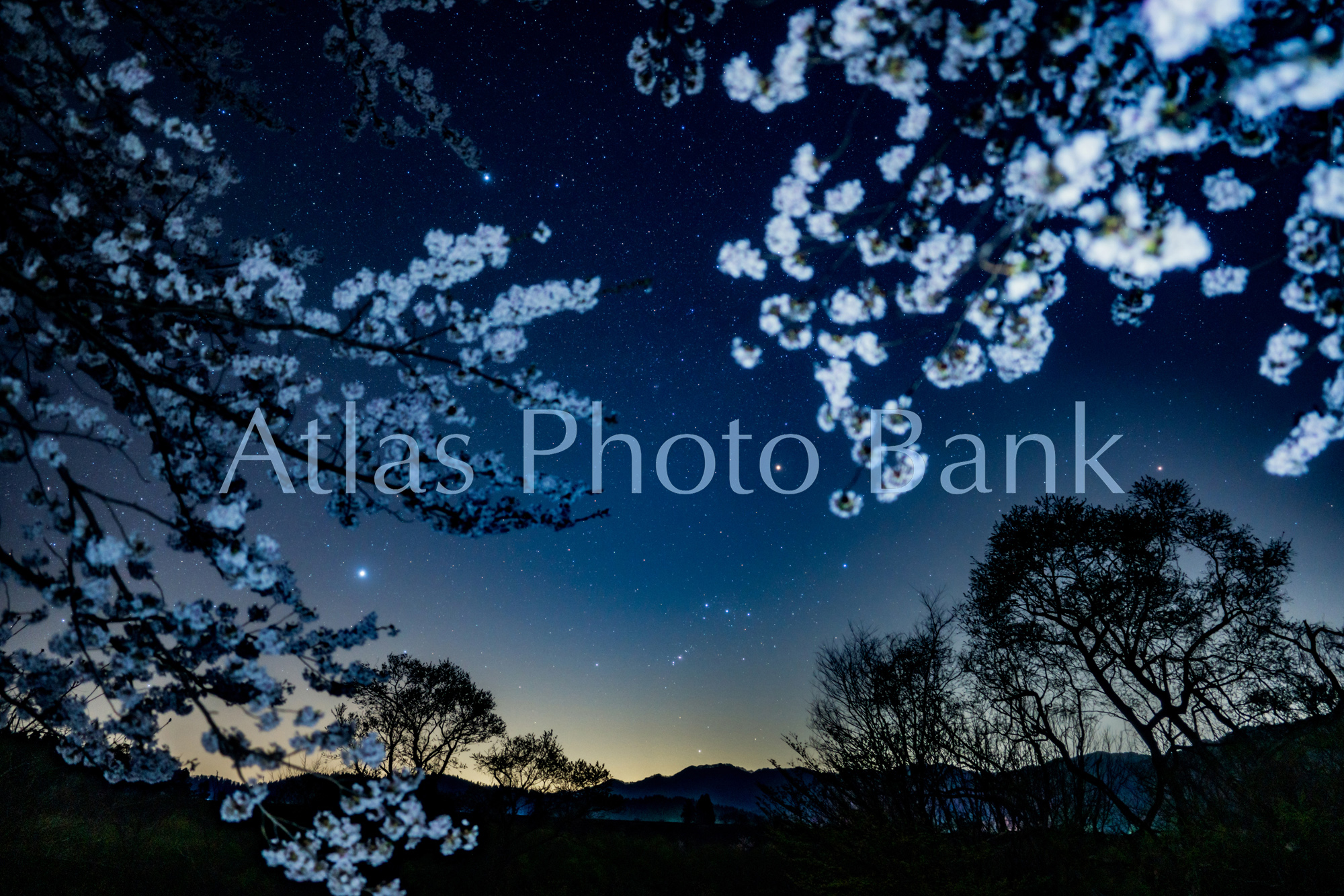 SSP-054-桜の花の下のオリオン