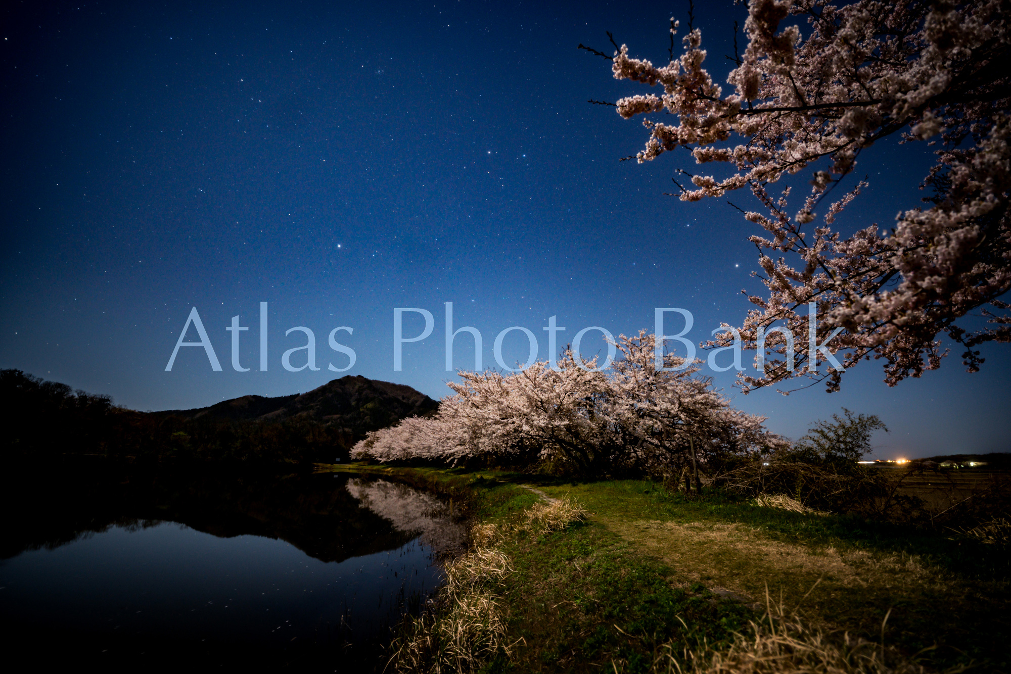 SSP-059-月夜の桜並木