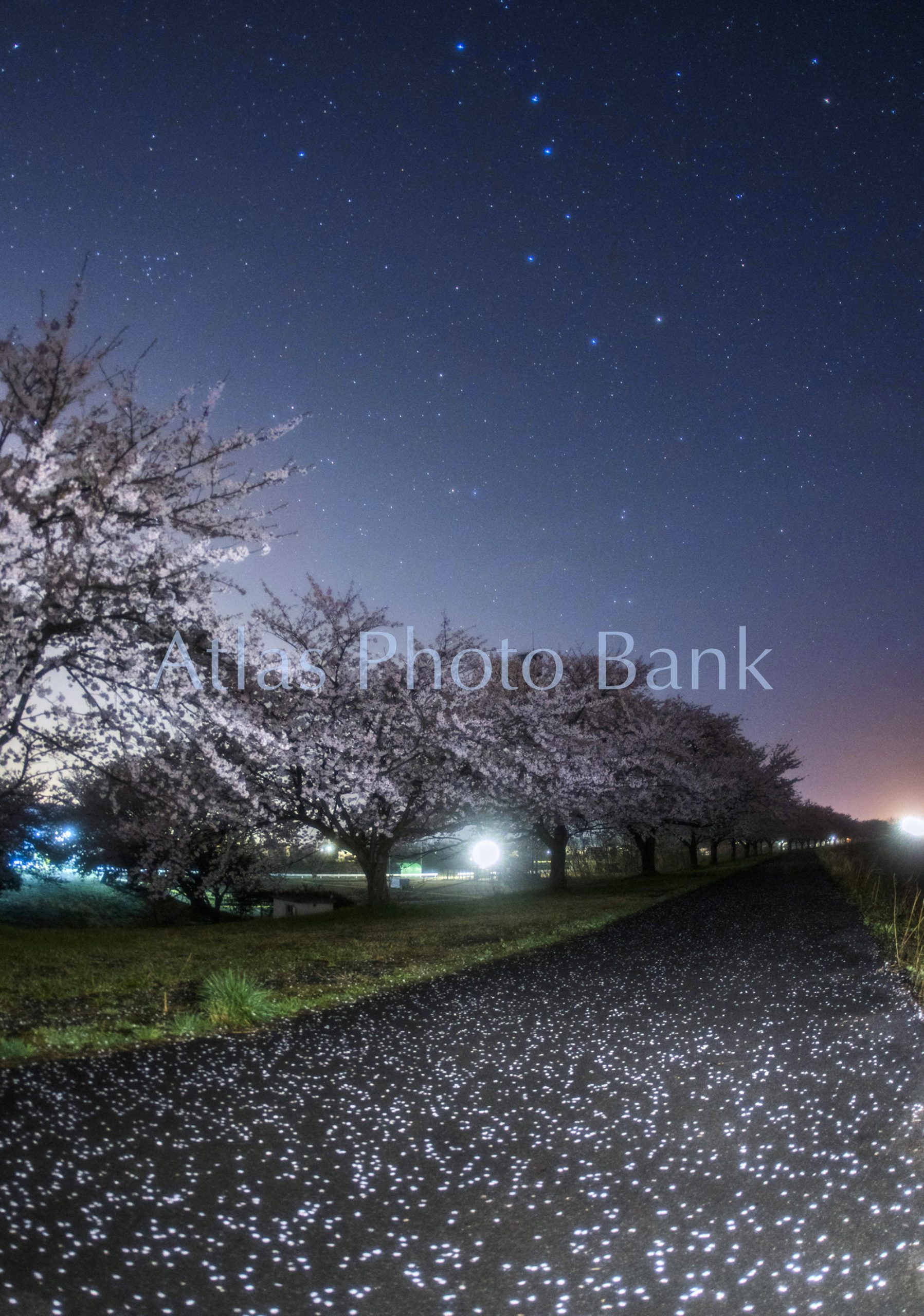 SSP-063-北斗の下で桜散る