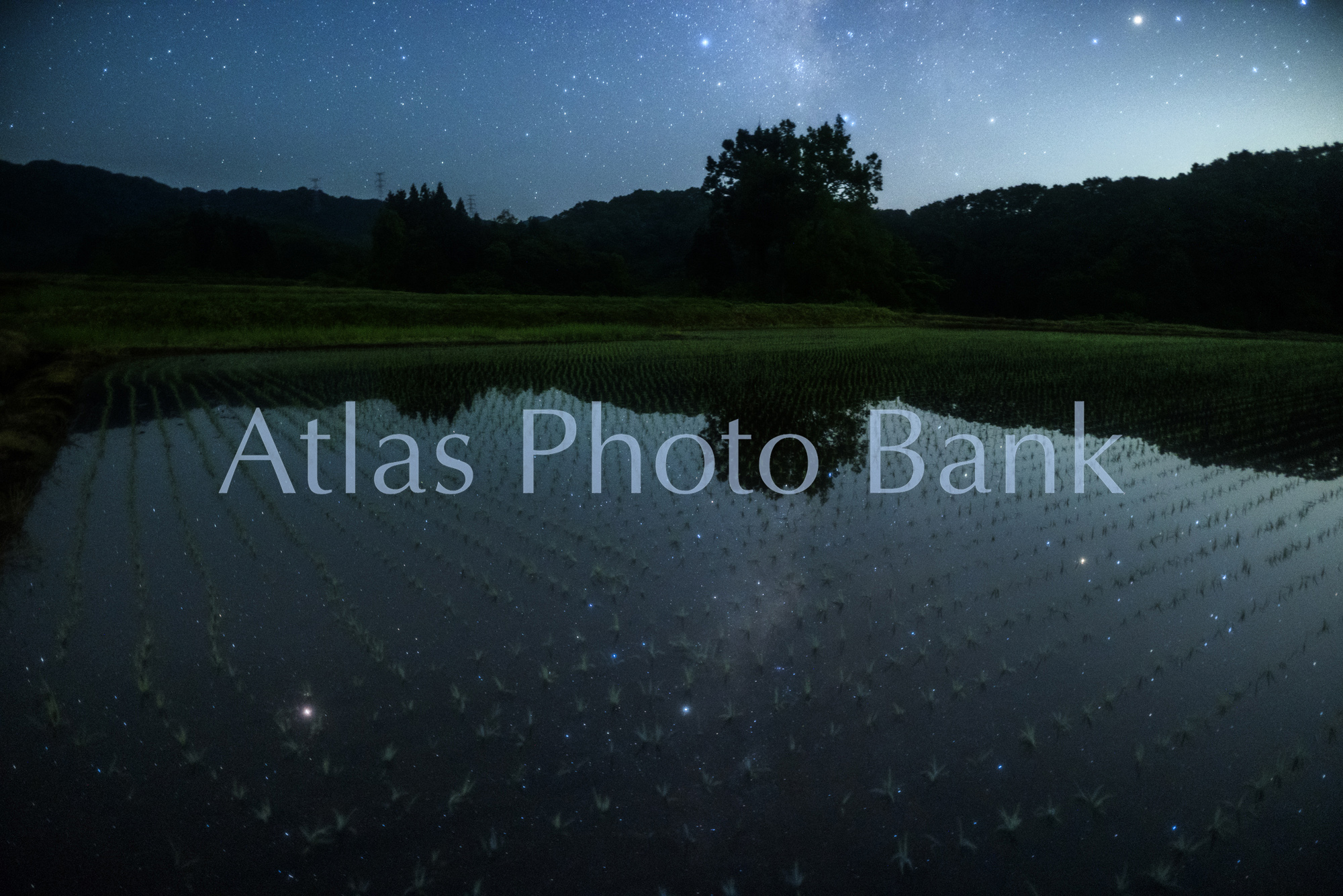 SSP-079-田植え直後の水田に写る天の川