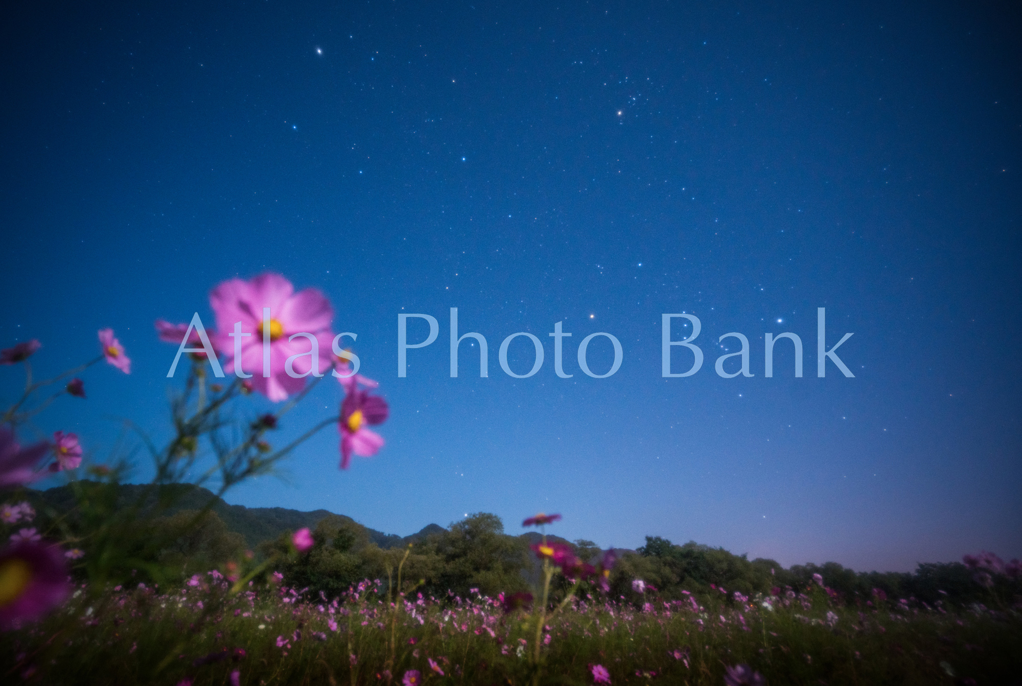 SSP-194-コスモスの咲く野原に昇るオリオン