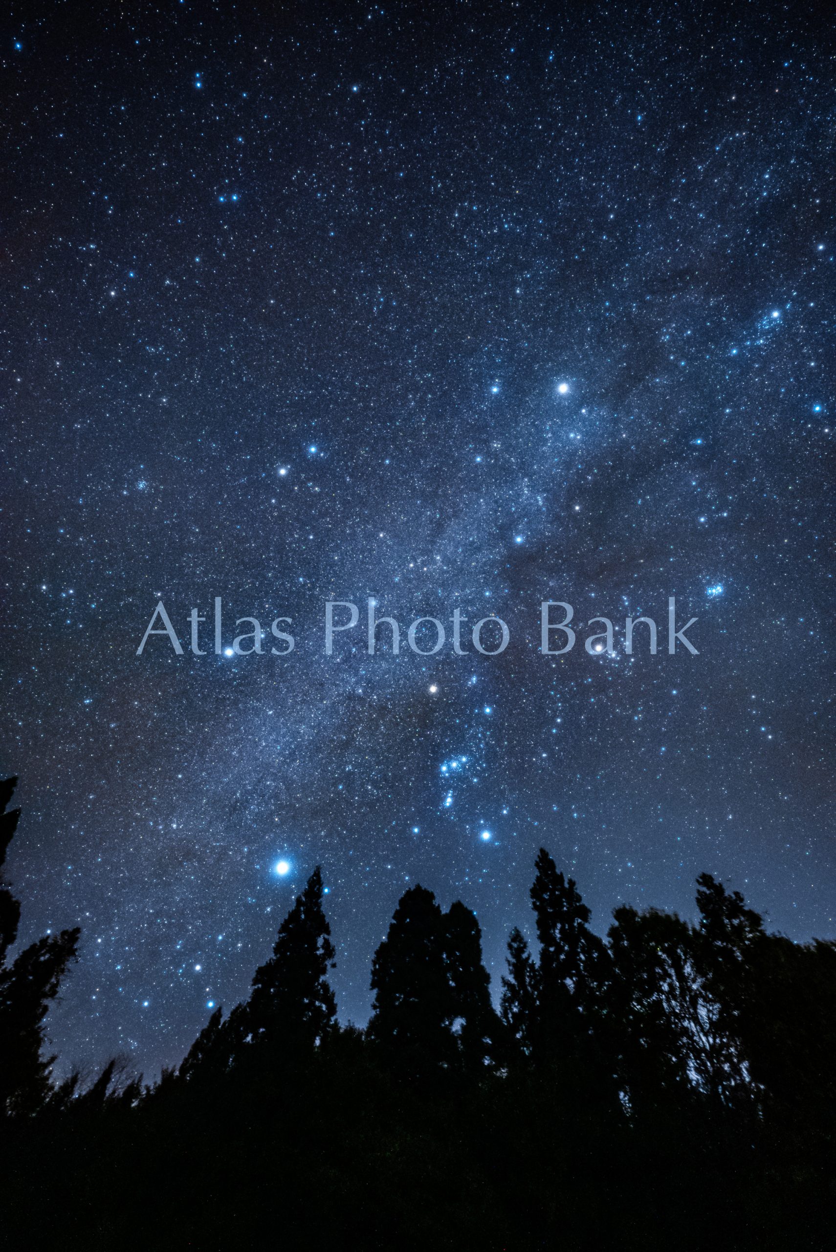 SSP-333-杉林の上に輝く冬の星座